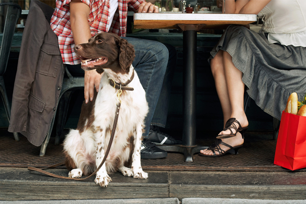 1_01-DogsInRestaurants-header