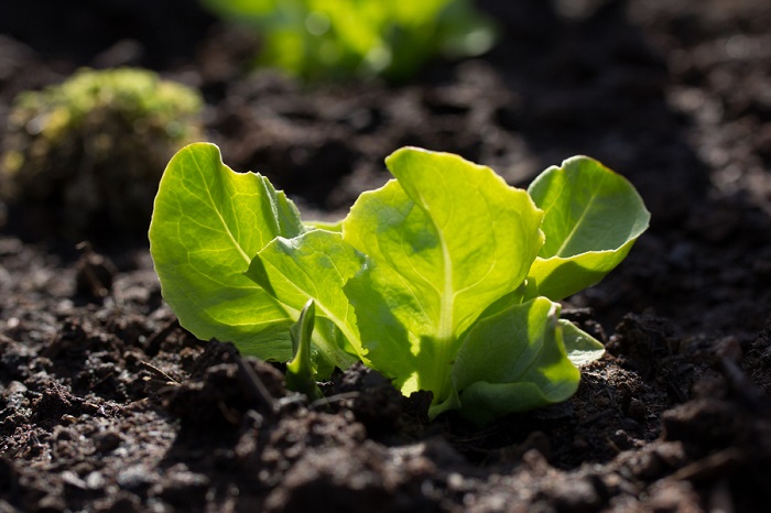 close-up-fresh-green-plant-field-1