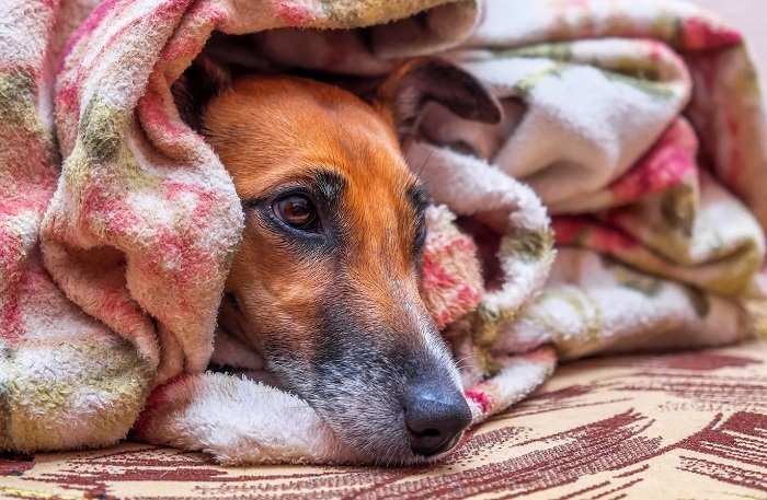 fox-terrier-under-blankets_1